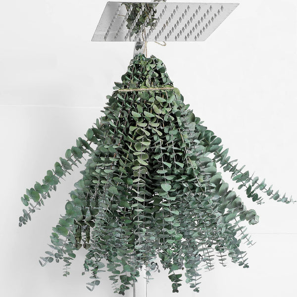 20 Pcs Eucalyptus for Shower Hanging Dried Eucalyptus Stems 17" Real Eucalyptus 100% Made from Fresh Eucalyptus Leaves,Wedding Decor Home Decor
