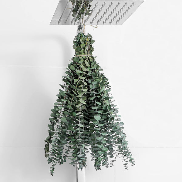 FAVOWREATH 10 Pcs Dried Eucalyptus Stems 17" Real Eucalyptus for Shower Hanging 100% Made from Fresh Eucalyptus Leaves, Wedding Decor Home Decor
